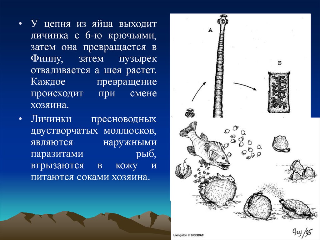 В финну превращается личинка какого червя