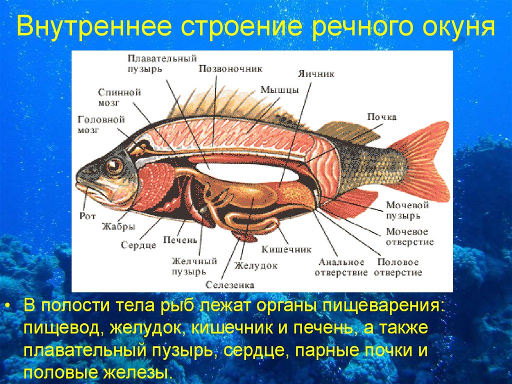 Внутреннее строение карася. Внутреннее строение окуня окуня. Внутреннее строение окуня 7 класс. Внешнее строение речного окуня. Внутреннее строение речного окуня скелет.