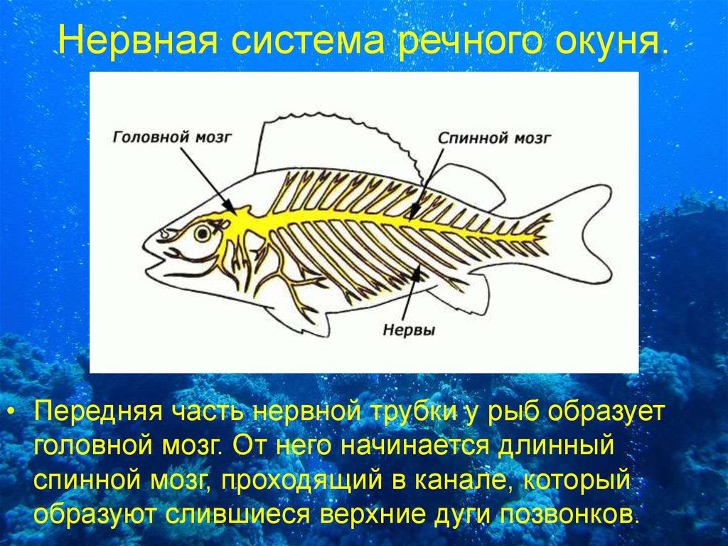 Появление головного мозга у рыб. Нервная система рыб 7 класс таблица. Нервная система рыб схема. Строение нервной системы рыб. Нервная система костной рыбы рис 116.