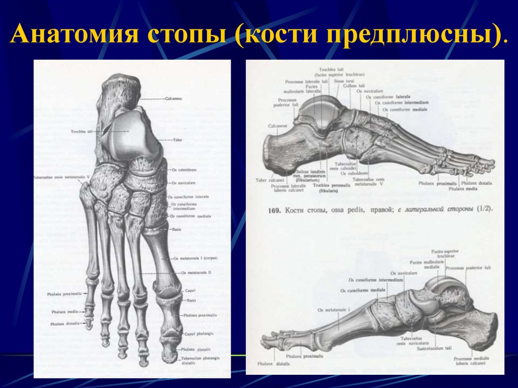 Анатомия ступни ноги человека фото с описанием