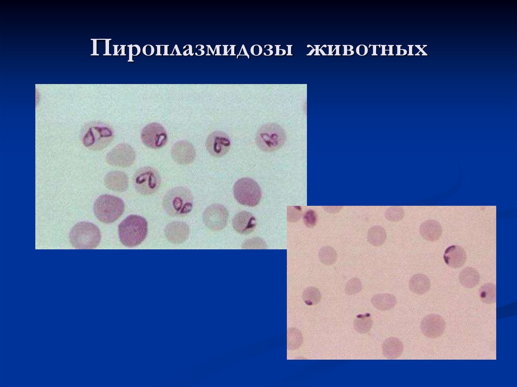 Эрлихиоз клещевой. Пироплазмоз мазок крови. Пироплазмоз КРС микроскопия.