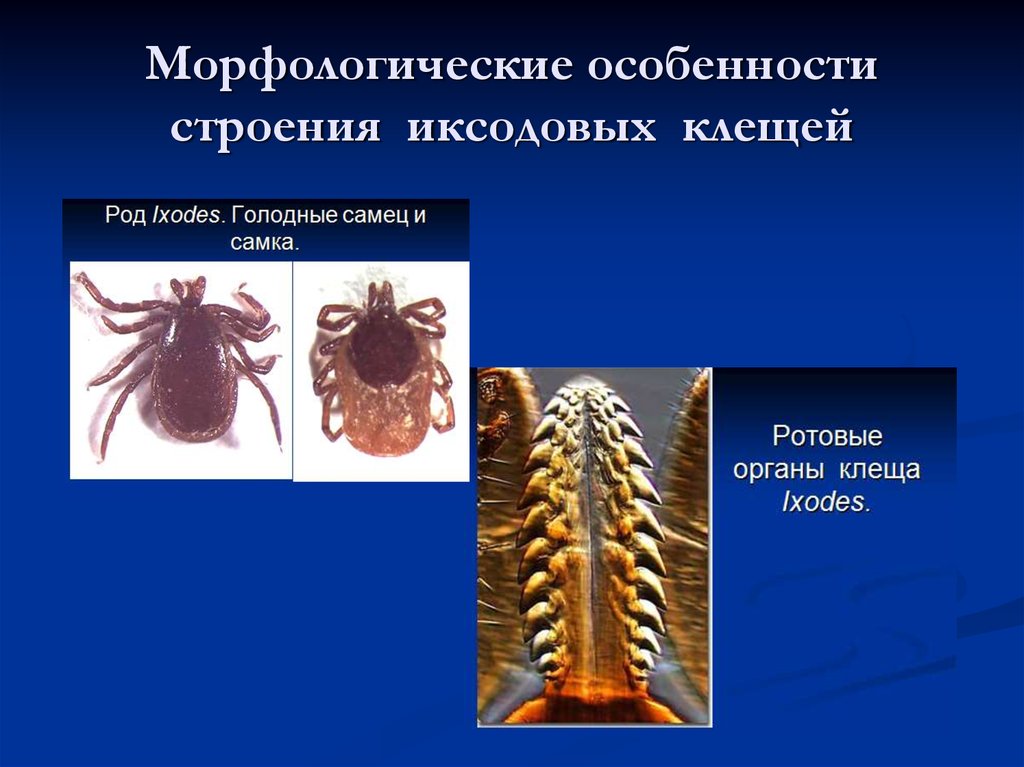 Особенности клещей. Морфологическое строение иксодовых клещей. Иксодовые клещи паразитология. Строение иксодовых клещей личинки. Морфологические особенности клещей.