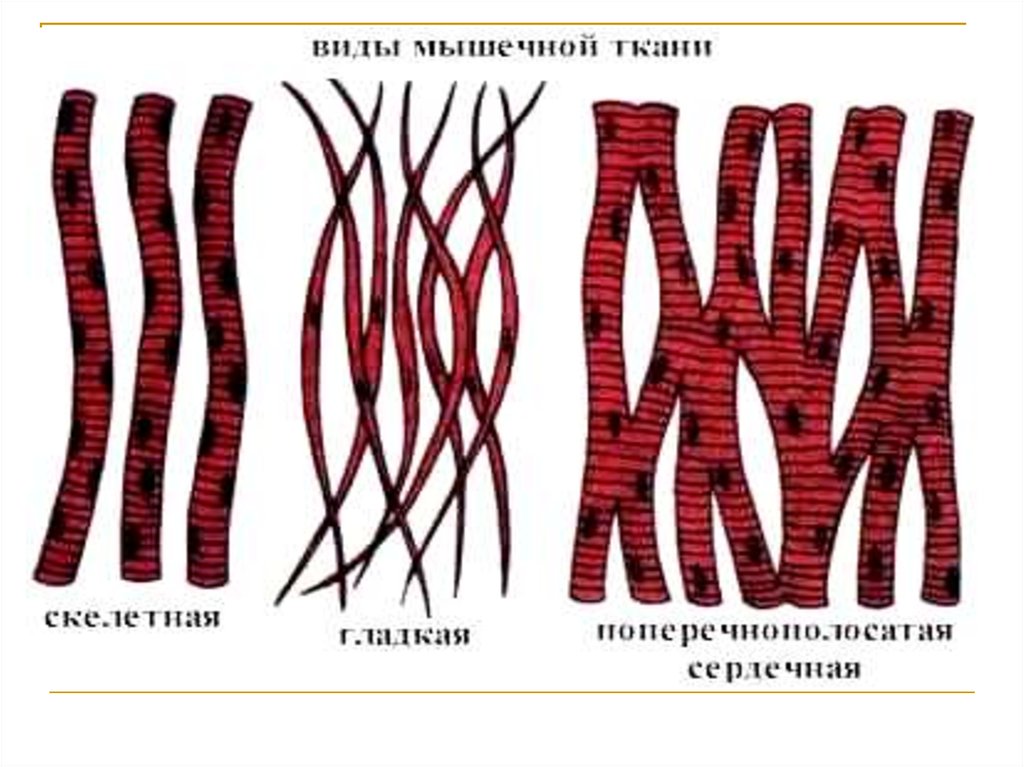 Виды мышечной ткани с картинками