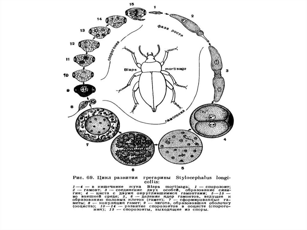 Развитие простейших. Циклы развития простейших схема. Схемы жизненного цикла простейших лейшмания. Циклы развития всех паразитических простейших. Цикл развития простейших паразитов.