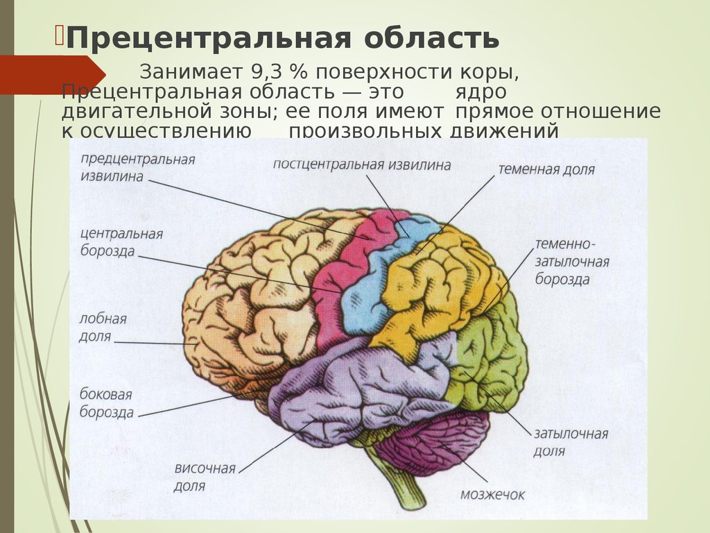 Значение борозд и извилин в головном мозге. Борозды и извилины коры больших полушарий. Оси мозга.