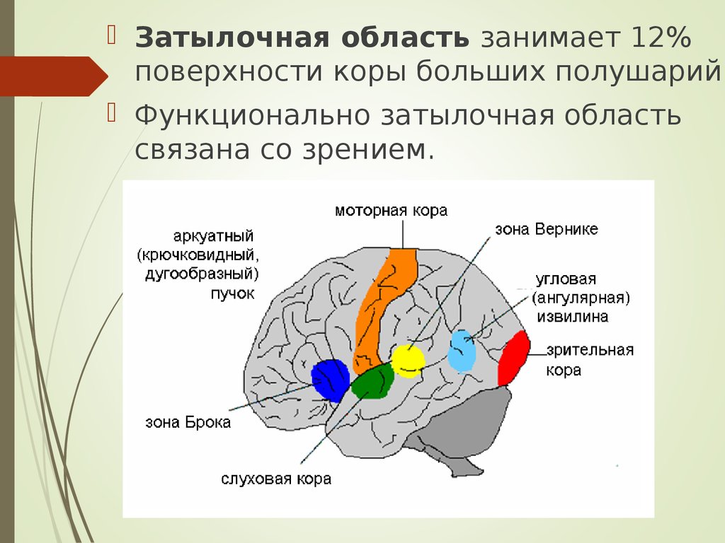 Поверхности коры больших полушарий. Затылочная зона мозга. Зона Брока в мозге. Затылочная часть мозга функции.