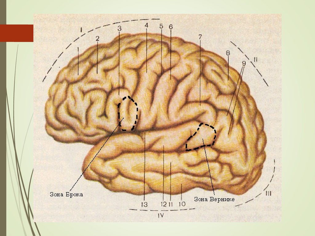 Поверхность головного мозга имеет. Извилины ВЕРХНЕЛАТЕРАЛЬНОЙ поверхности полушария большого мозга. Верхнелатеральная поверхность левого полушария большого мозга. Борозды и извилины коры больших полушарий. Борозды ВЕРХНЕЛАТЕРАЛЬНОЙ поверхности головного мозга.