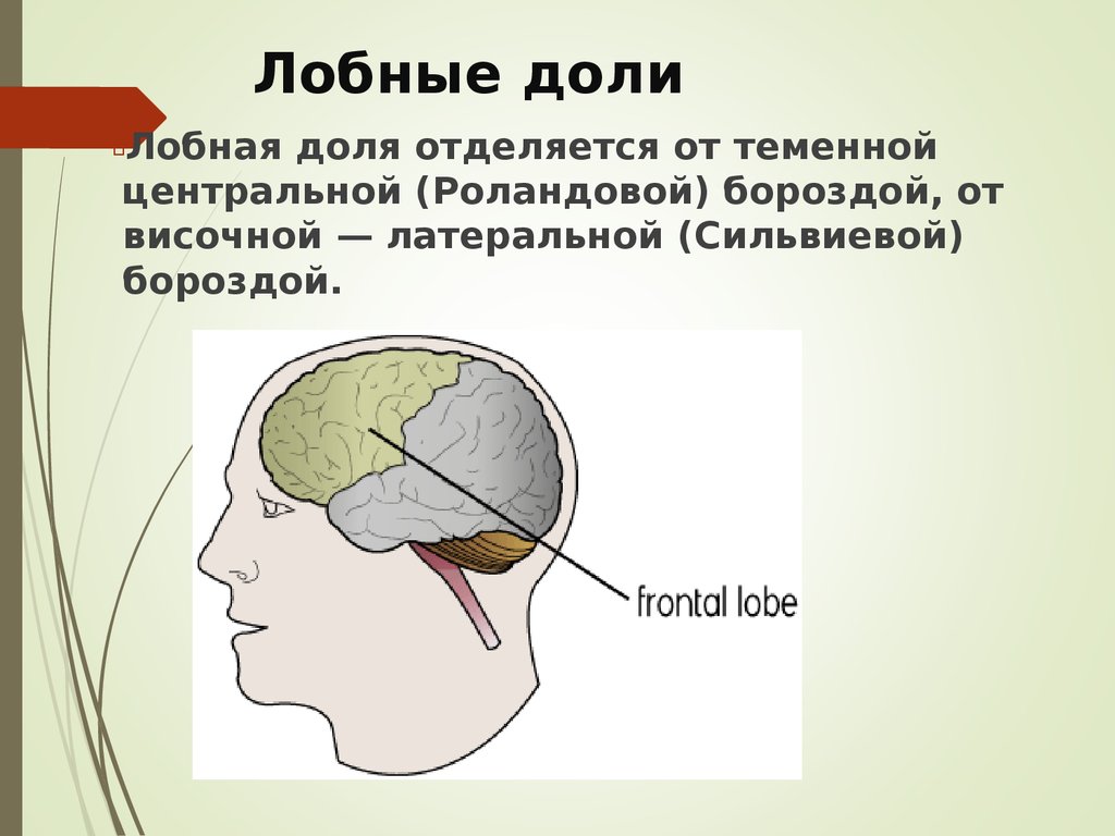 Борозды в теменной доле