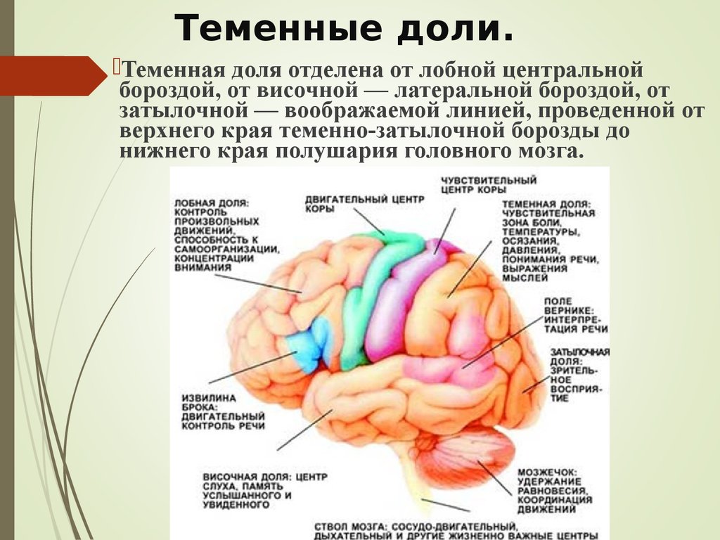 Лобно теменная область мозга. Строение теменной доли мозга. Функции теменной зоны головного мозга.