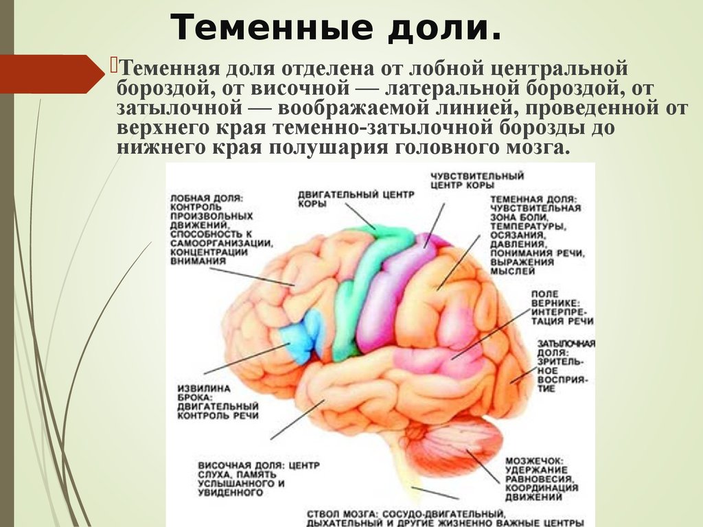 Теменная зона коры мозга