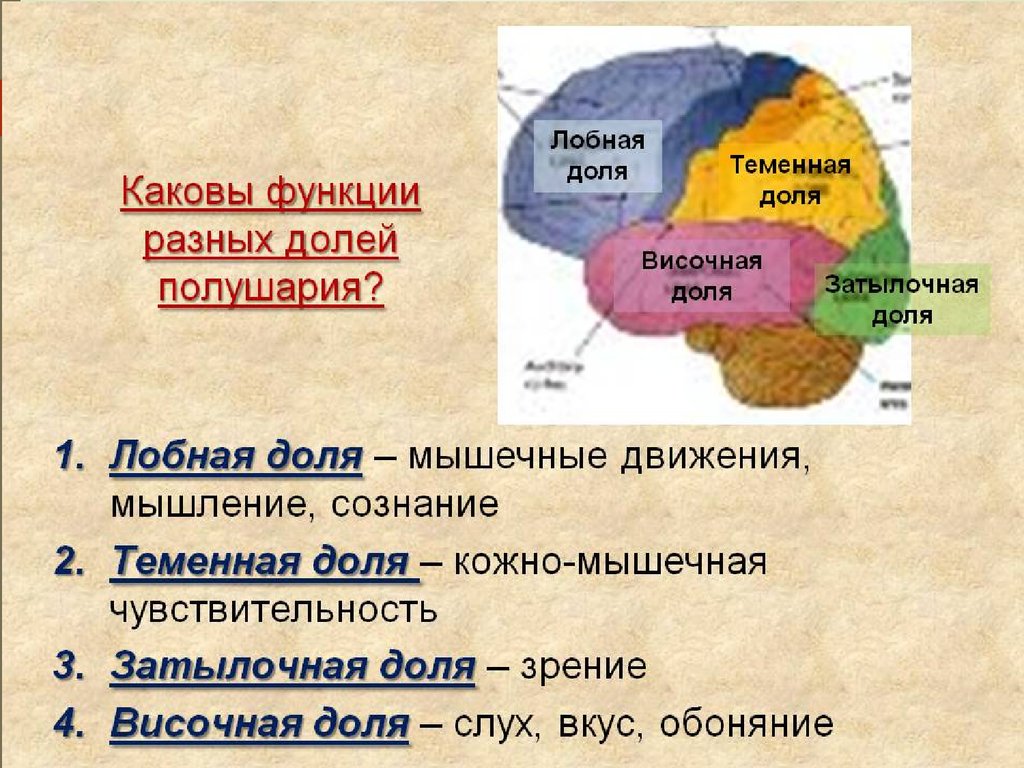 Зоны мозга лобная. Функции долей головного мозга таблица. Функции долей коры головного мозга. Доли мозга и их основные функции. Функции лобной доли коры больших полушарий.