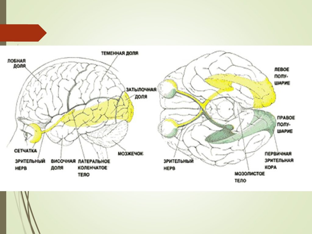 Зрительный нерв в головной мозг. Зрительный анализатор расположен в доле конечного мозга. Зрительные доли коры головного мозга.
