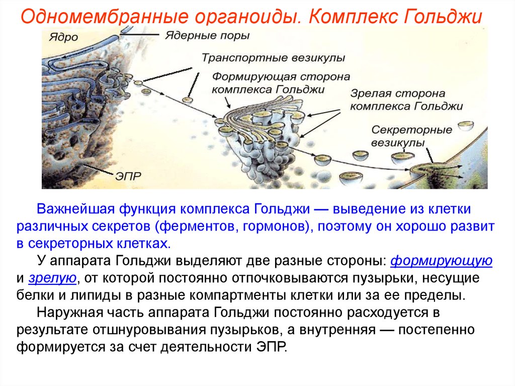 Одномембранные органоиды презентация