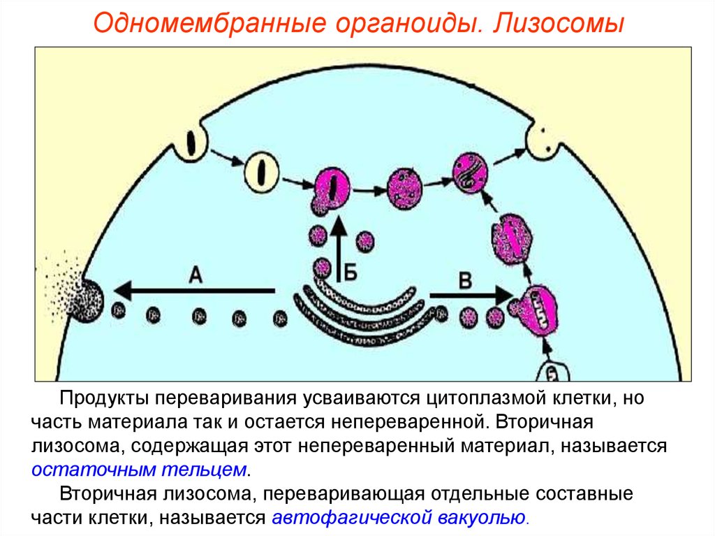 Одномембранные клетки