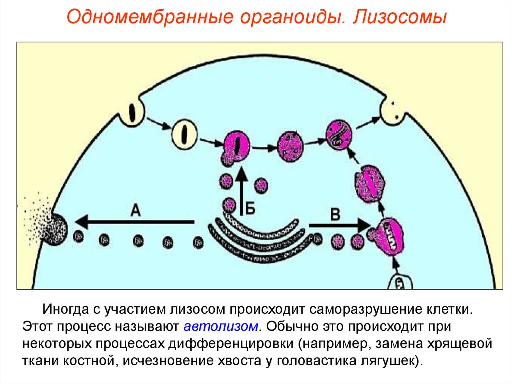 Происходит в лизосомах этап обмена