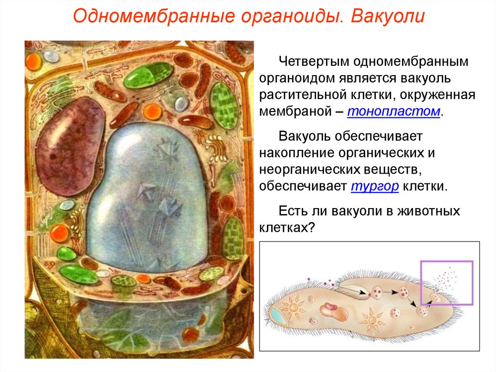 Клетка окружена мембраной. Вакуоль тонопласт. Тургор клеток растения вакуоль. Вакуоли животных клеток. Вакуоли в животной клетке.