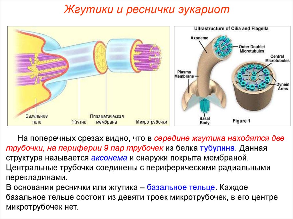 Жгутики это