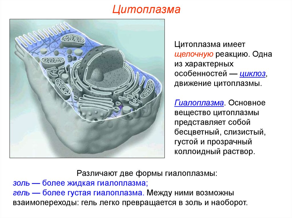 Презентация мембранные органоиды клетки