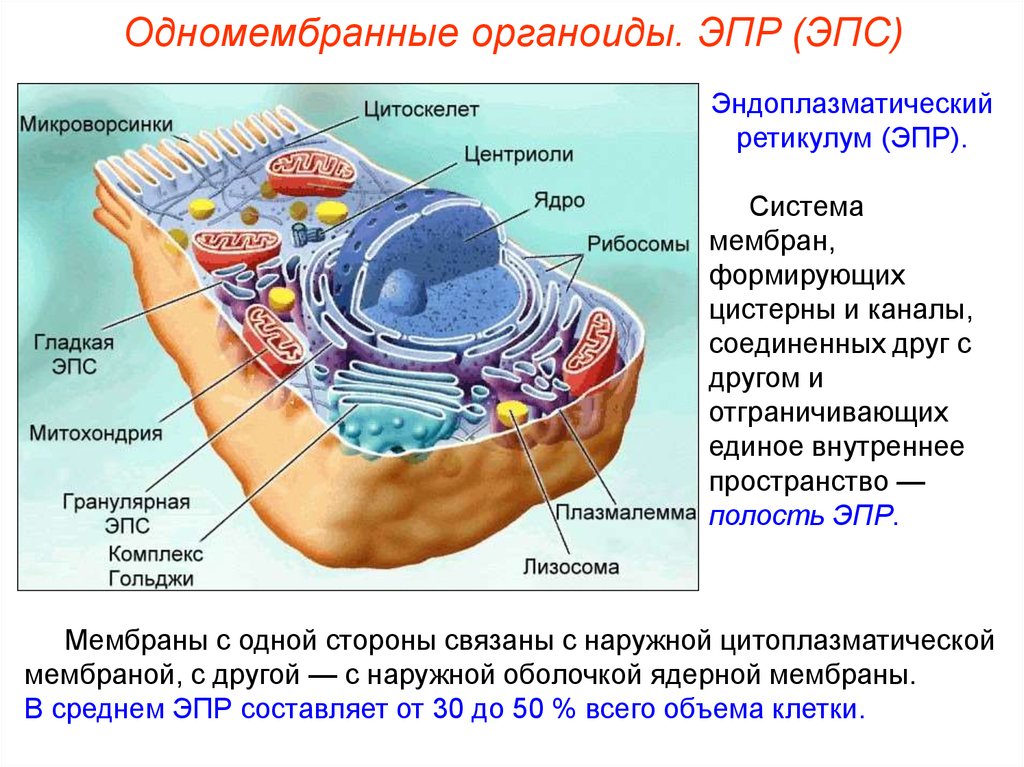 Перечислите органоиды клетки