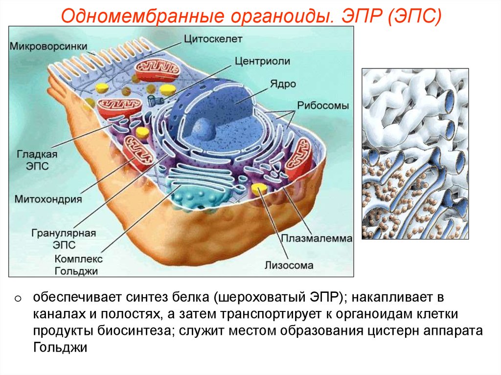 Органоиды мембранного строения клетки