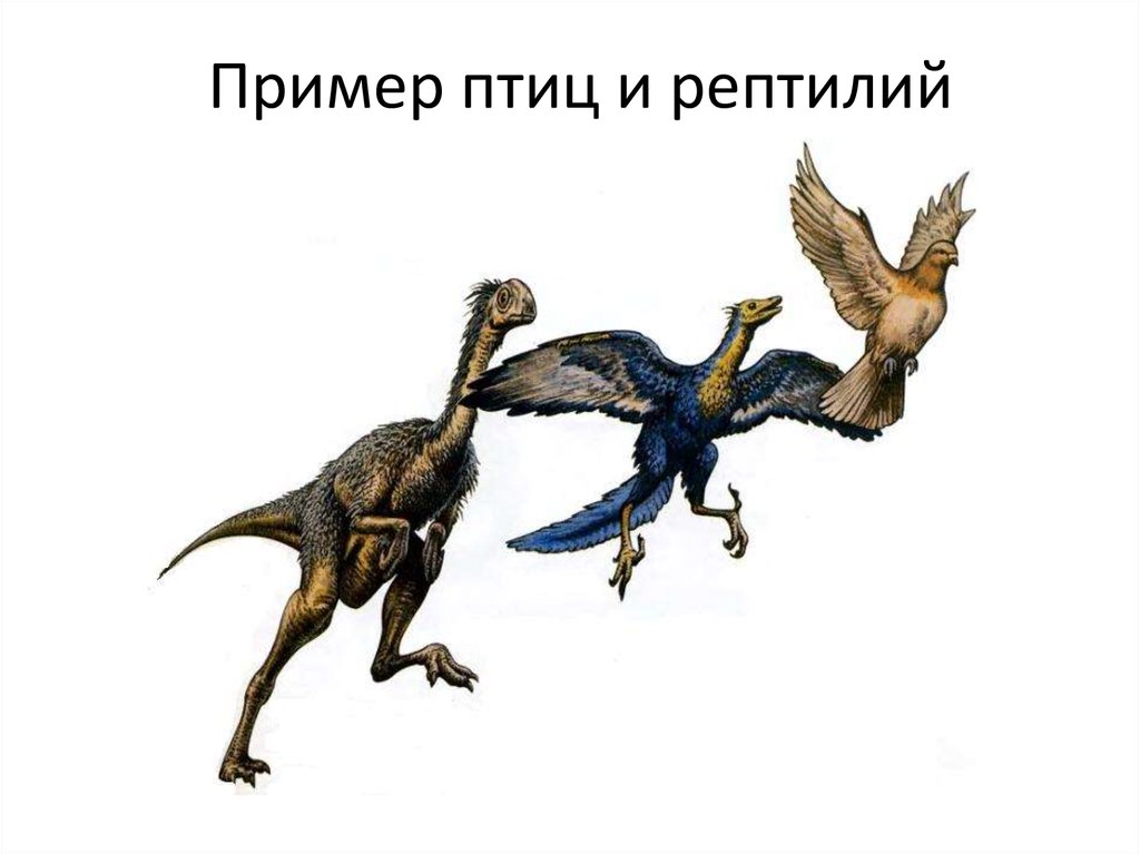 Пример птиц и рептилий