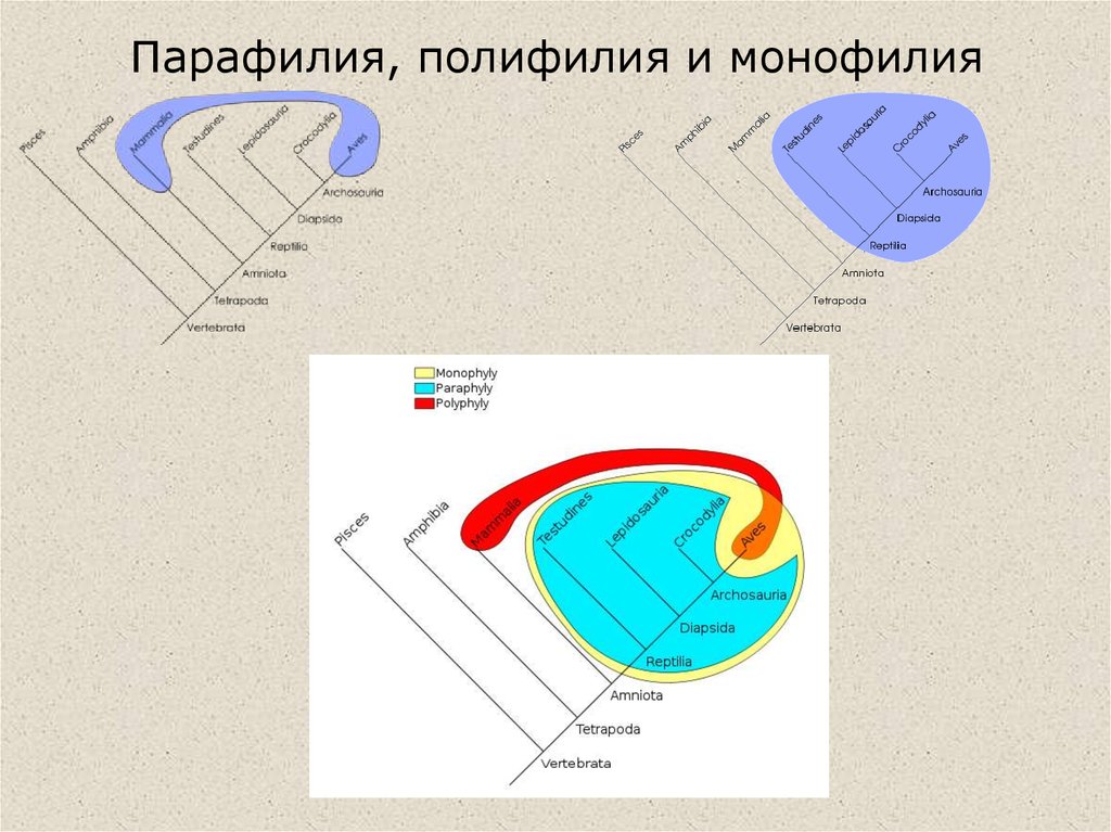 Схема полифилии вейденрейха