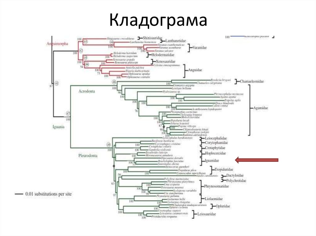 Филогенетикалық ағаш презентация