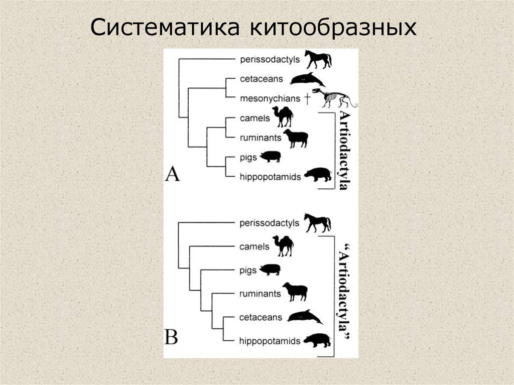 Систематика китообразных схема