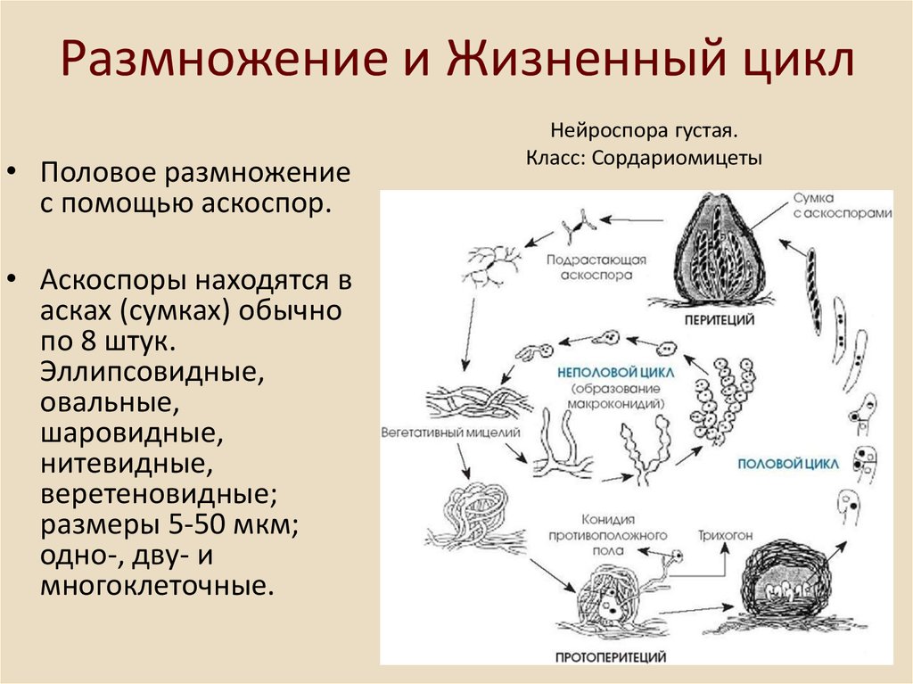Этапы полового цикла. Схема размножения грибов аскомицетов. Половое размножение сумчатых грибов. Половое размножение грибов аскомицетов. Жизненный цикл аскомицетов схема.