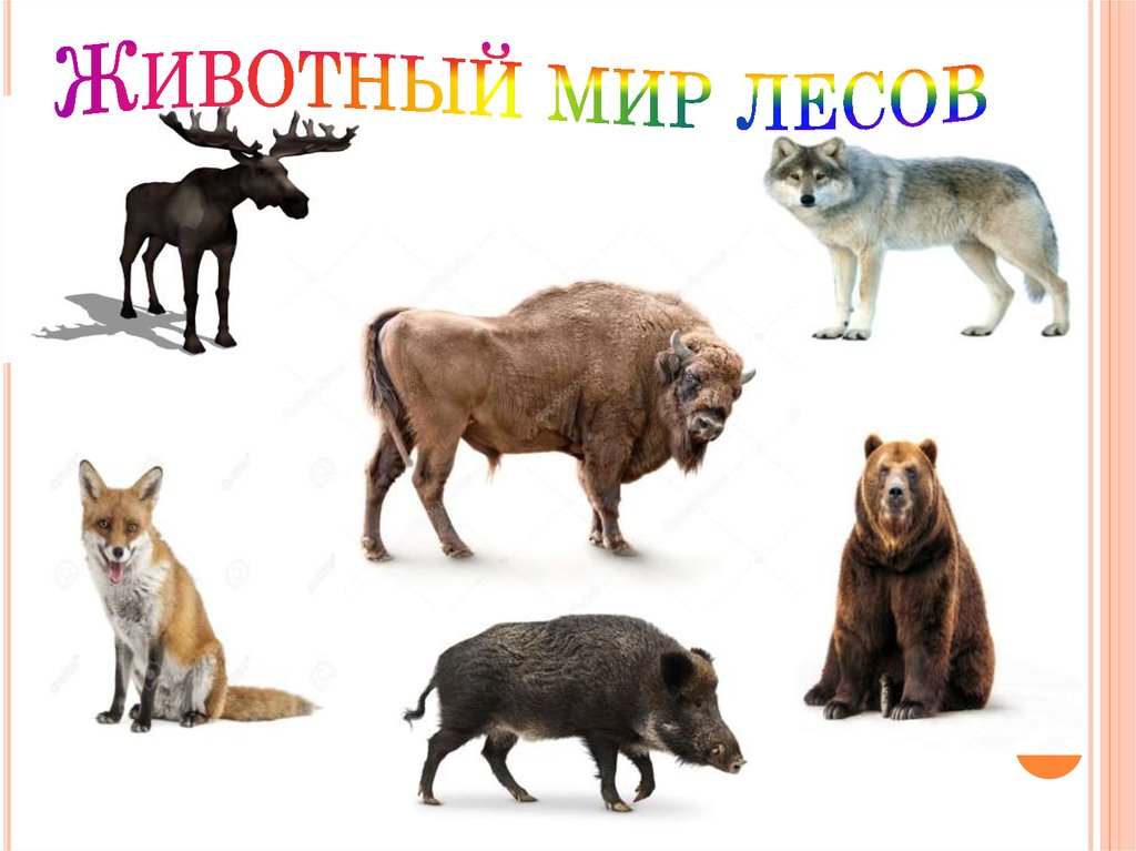 Животный мир лесов