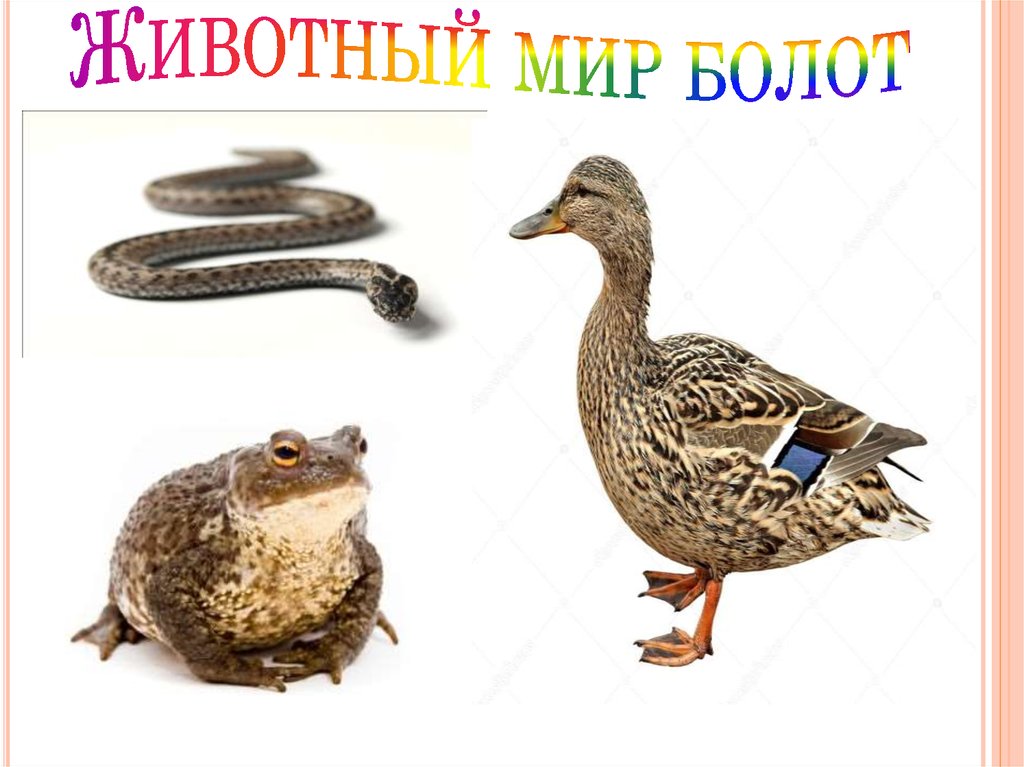 Животный мир болот