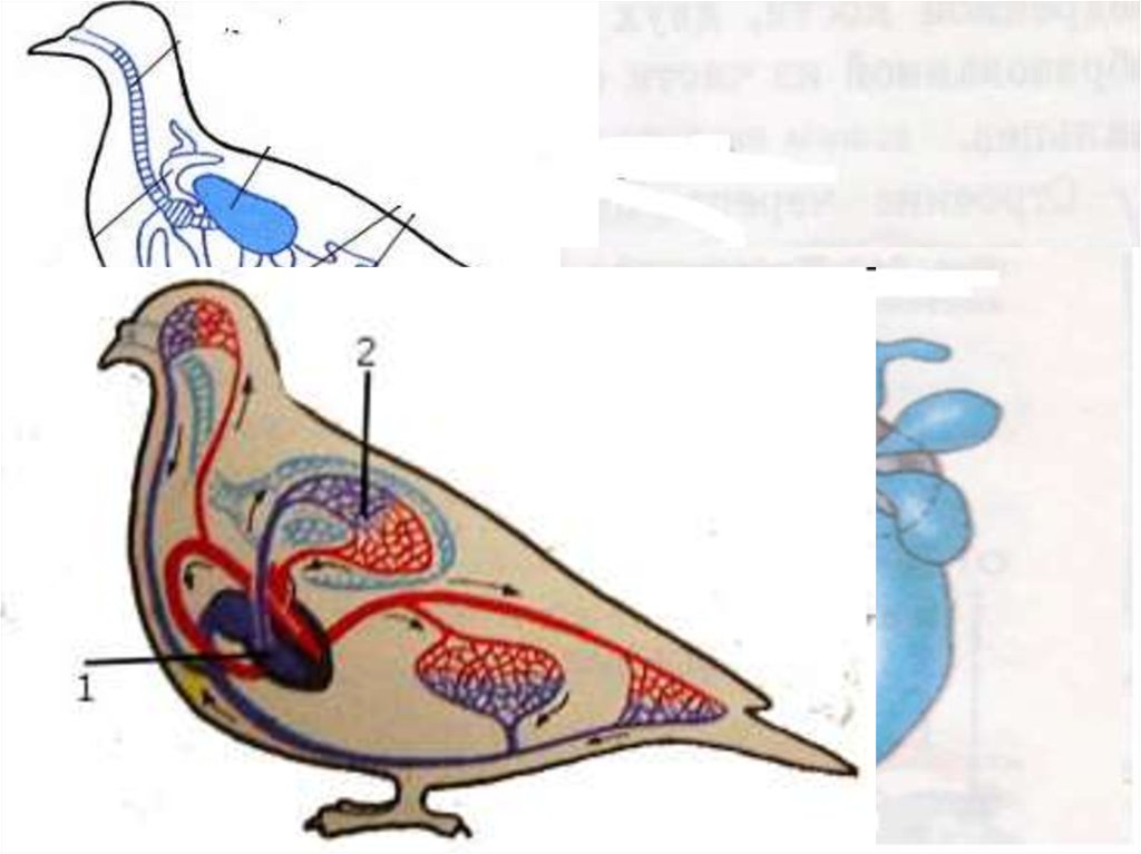 Процесс кровообращения птиц. Круги кровообращения птиц. Кровеносная система птиц. Большой круг кровообращения у птиц. Кровеносная система птиц схема.