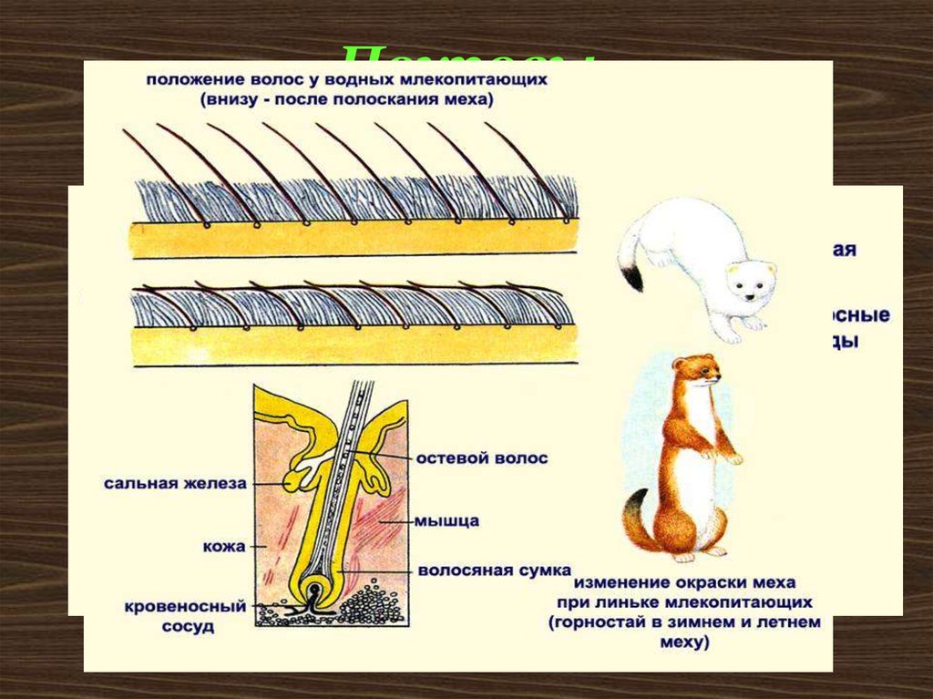 Для чего нужны волосы для животных