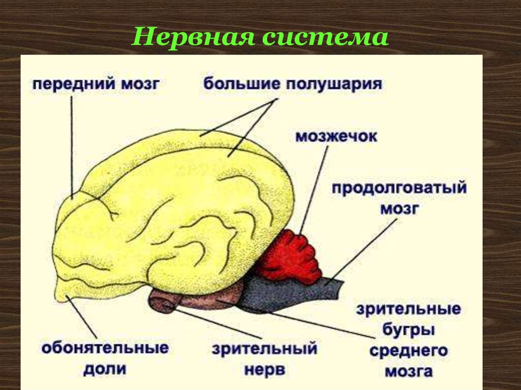 Строение головного мозга у млекопитающих рисунок