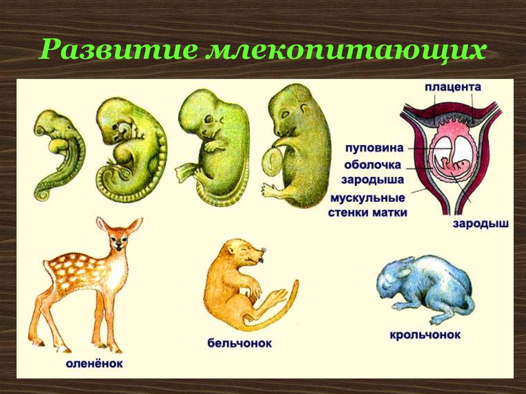 Схема развития детеныша в матке схема