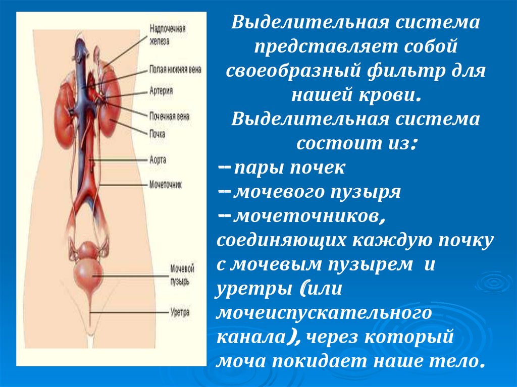 Который состоит из пары. Органы из которых состоит выделительная система. Выделительная система функции кратко. Выделительная система орган строение функции. Выделительная система человека органы входящие в систему.