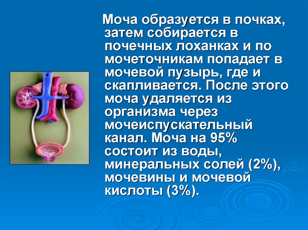 Выделительная система человека биология 8 класс презентация