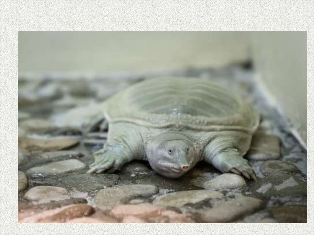 Черепахи без воды. Водная черепаха трионикс. Дальневосточная черепаха. Дальневосточная водная черепаха. Мягкопанцирная черепаха.