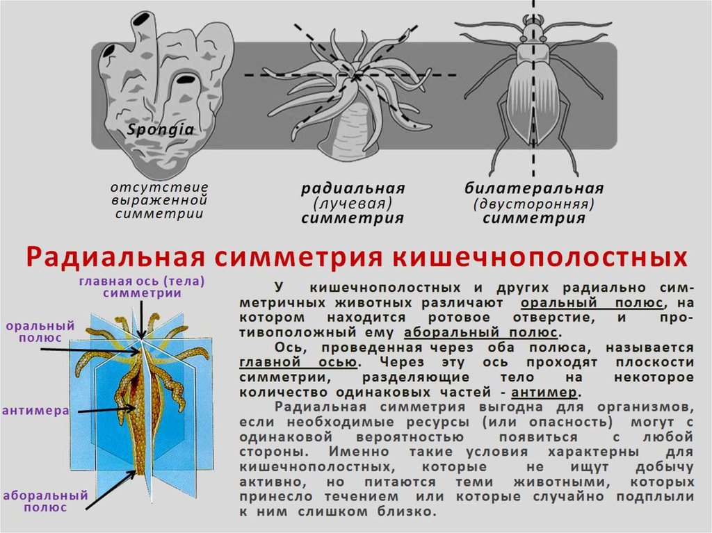 Тип симметрии комара. Двусторонняя и лучевая симметрия в биологии. Двусторонняя симметрия тела у животных. Билатеральная симметрия характерна для. Симметрия тела кишечнополостных.