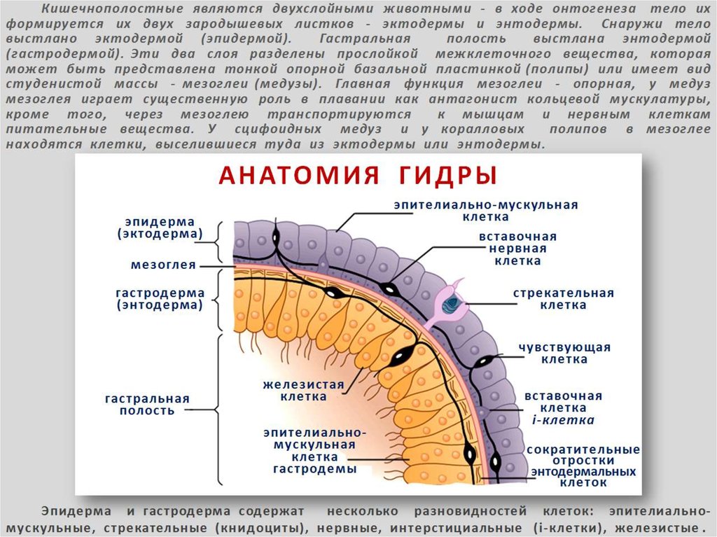 Эктодерма клетки слоя. Мезоглея. Кишечнополостные строение мезоглея. Мезоглея строение. Кишечнополостные двухслойные животные.