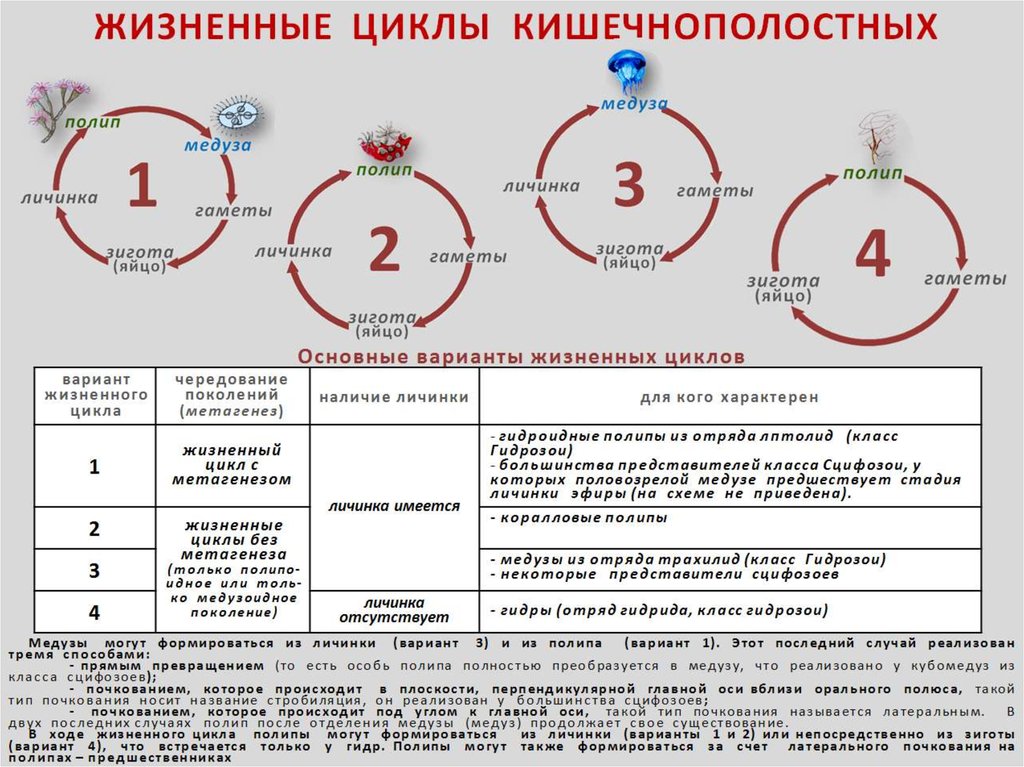 Жизненный цикл гаметы. Цикл развития кишечнополостных схема. Жизненный цикл кишечнополостных схема. Цикл развития полипа. Жизненном цикле кишечнополостных.