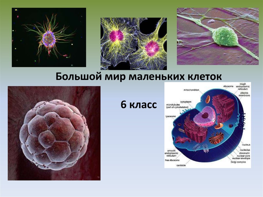 Проект большой мир маленьких клеток