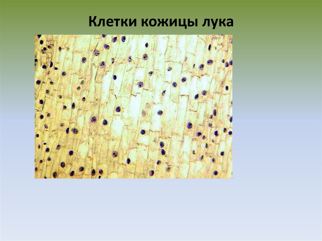 Проект большой мир маленьких клеток 5 класс проект