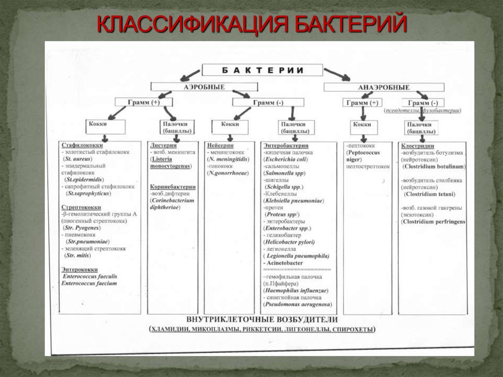 Составьте схему характеристики. Схема классификация бактерий микробиология. Бактерии классификация таблица. Систематика бактерий микробиология таблица. Классификация микроорганизмов микробиология таблица.