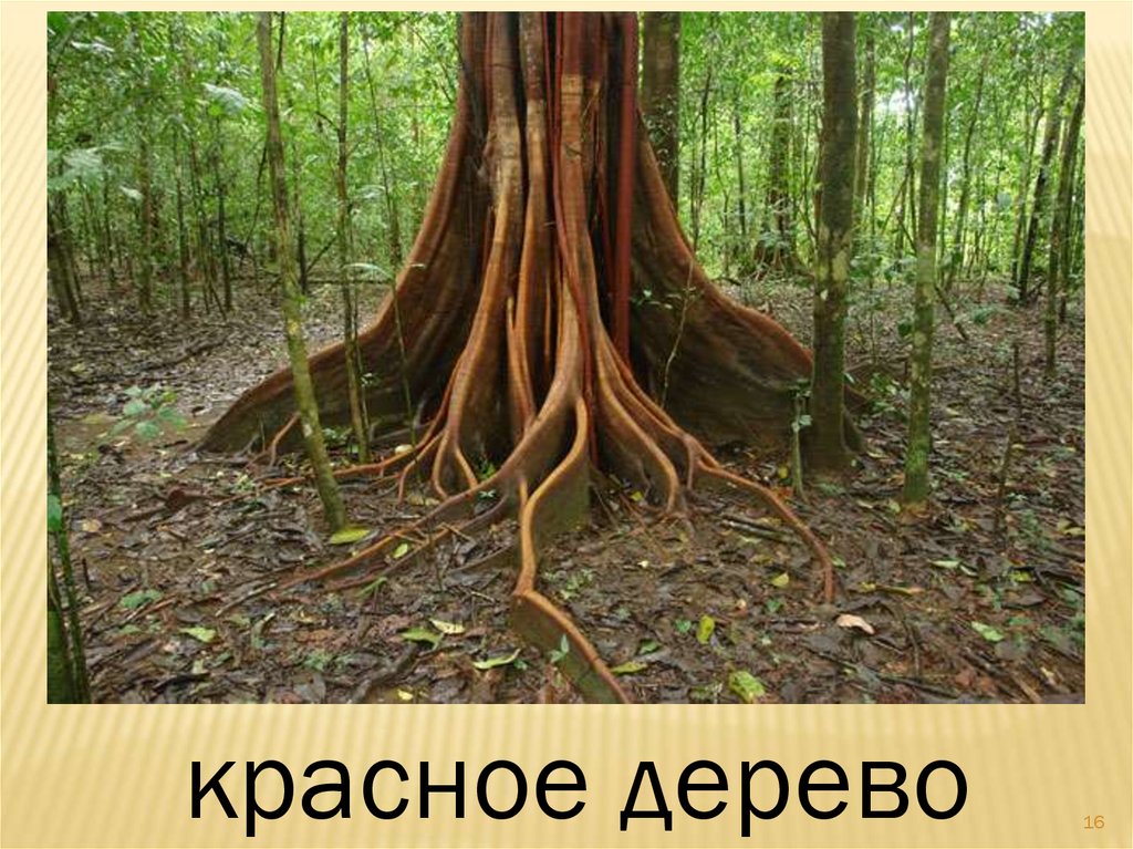 Валберис дерево. Дерево Амарант Южной Америки. Сандаловое дерево Гилея. Эбеновое дерево Коста Рика. Деревянная корова растет в Коста-Рике.