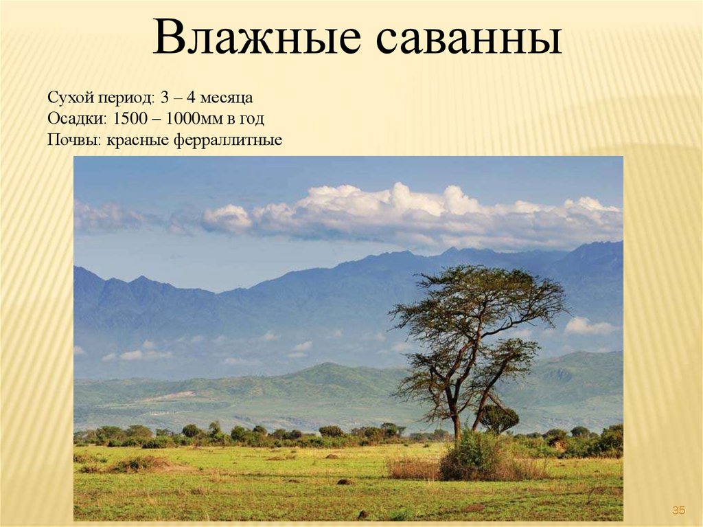 Влажные природные зоны африки. Природные зоны Африки саванны. Влажность саванны. Влажный период в саванне. Саванна в сухое и влажное время года.