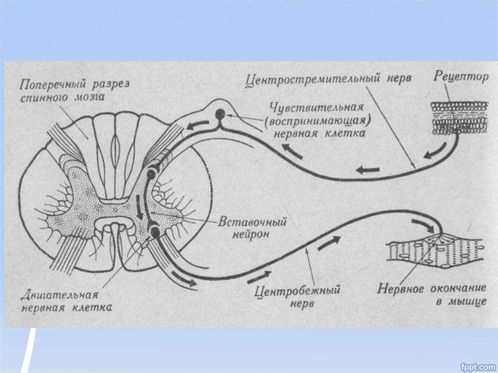 Рефлекторная дуга мозга. Центробежный Нейрон. Рефлекторная дуга центростремительный и центробежный Нейрон. Рефлекторная дуга центростремительный Нейрон. Центростремительные Нейроны спинного.