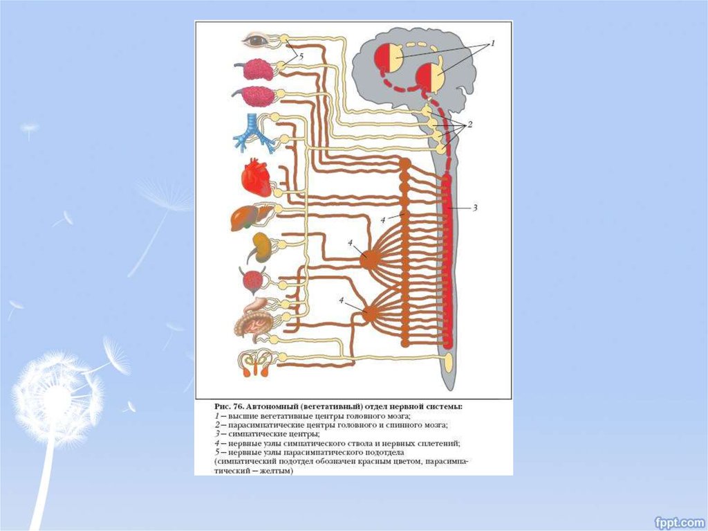 Биология 8 класс автономный отдел нервной системы. Автономный вегетативный отдел нервной системы 8 класс. Автономный вегетативный отдел нервной системы 8 класс таблица. Соматический и автономный (вегетативный) отделы нервной системы. Автономный вегетативный отделынервной системы.
