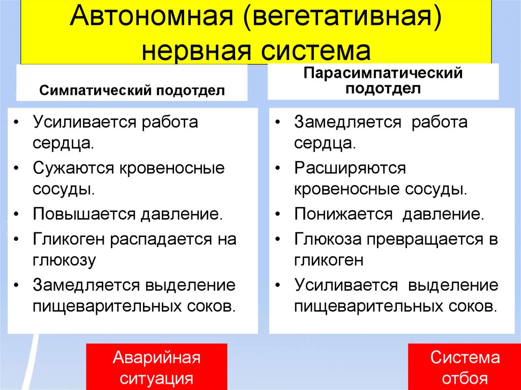 Вегетативная нервная система презентация 8 класс пасечник