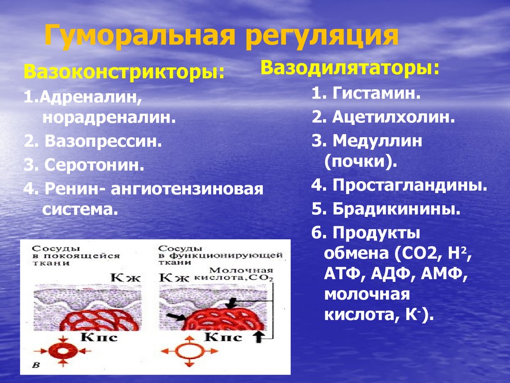 Движение крови по сосудам регуляция кровоснабжения 8 класс презентация